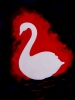 Swans 