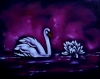 Swans 