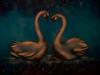 Swans