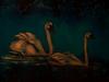 Swans