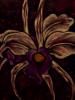 Orchids